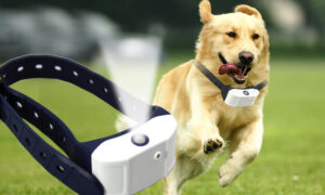 ANTI BARKING COLLARS