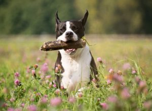 How to Naturally Boost Your Dog’s Immune System