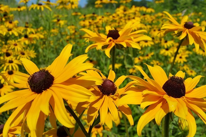 black eyed susan