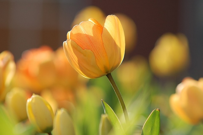 yellow tulip