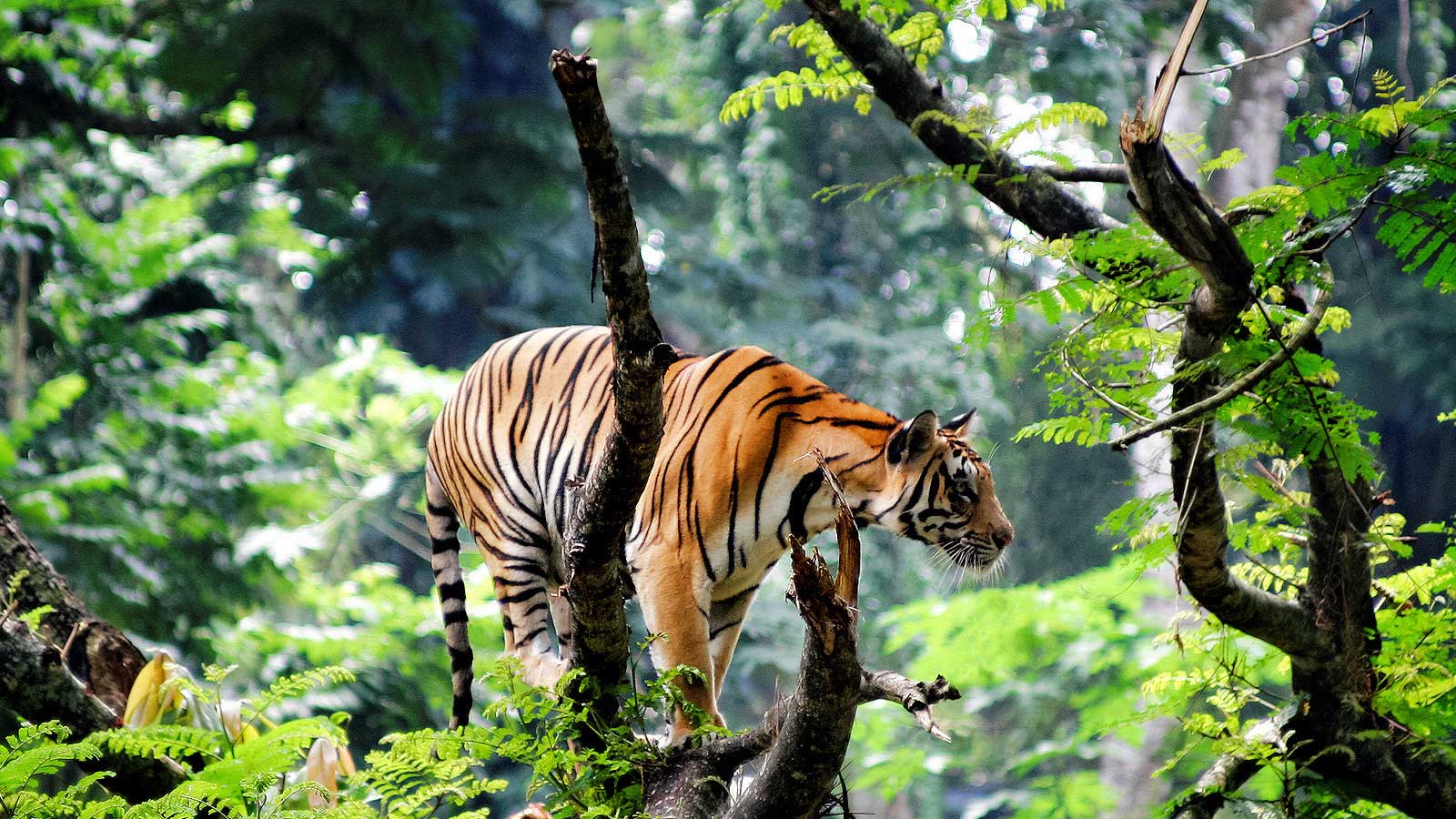 Wild Life in Kerala
