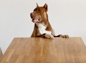 dog proof furniture