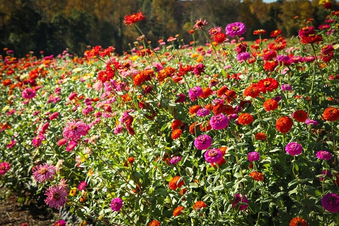 zinnias