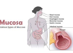 mucosa