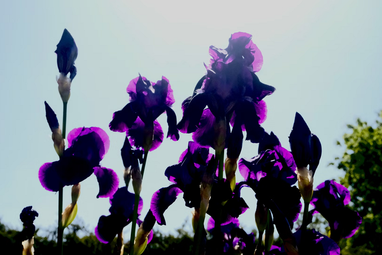 Irises