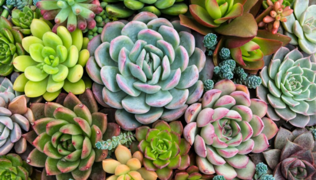 succulents