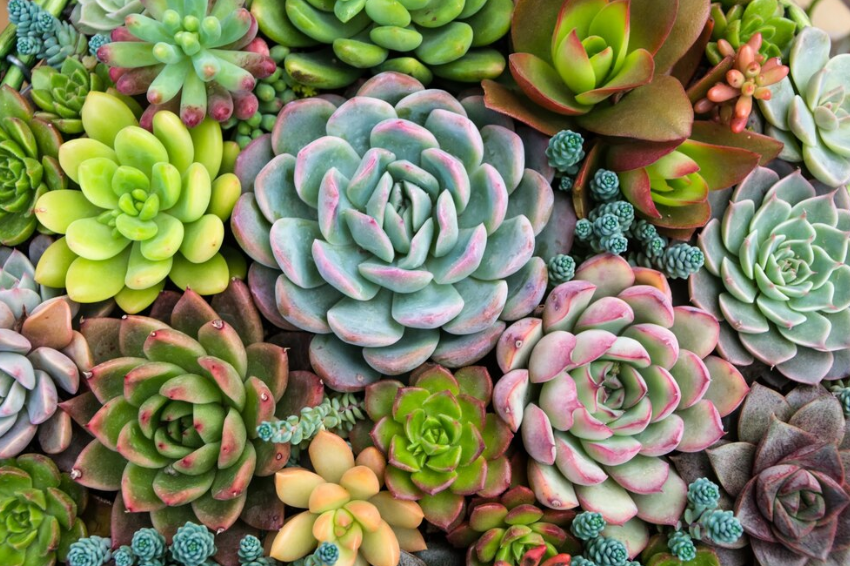 succulents