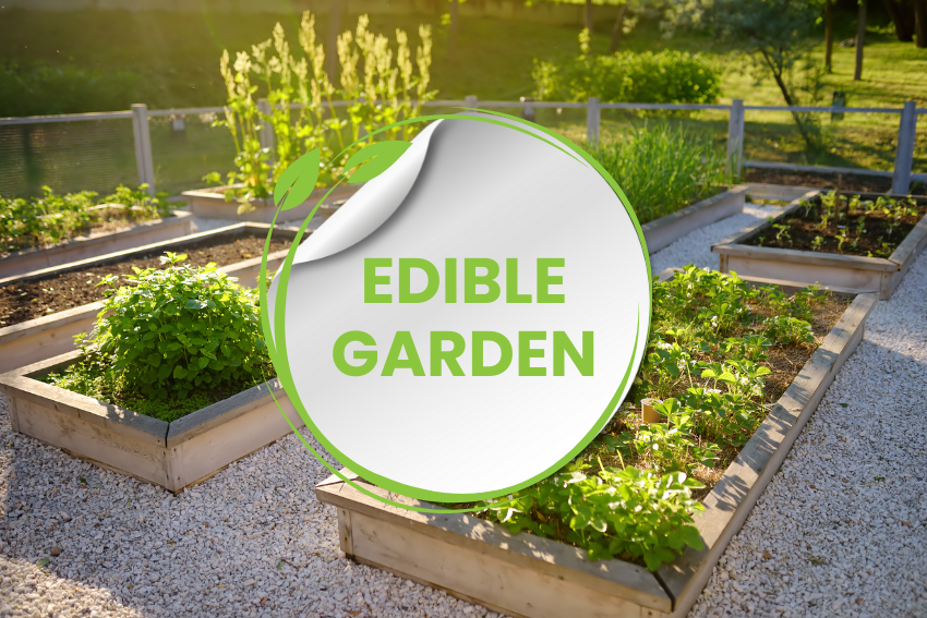 Edible Garden
