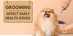 Grooming Can Help Detect Early Health Issues in Dogs