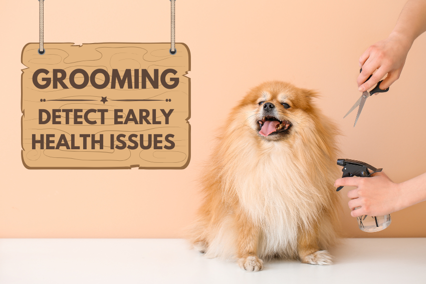 Grooming Can Help Detect Early Health Issues in Dogs